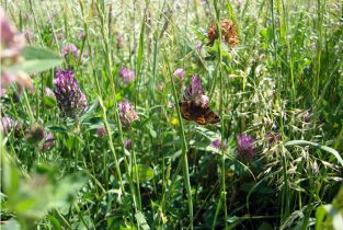 ParisNord2_Biodiversite