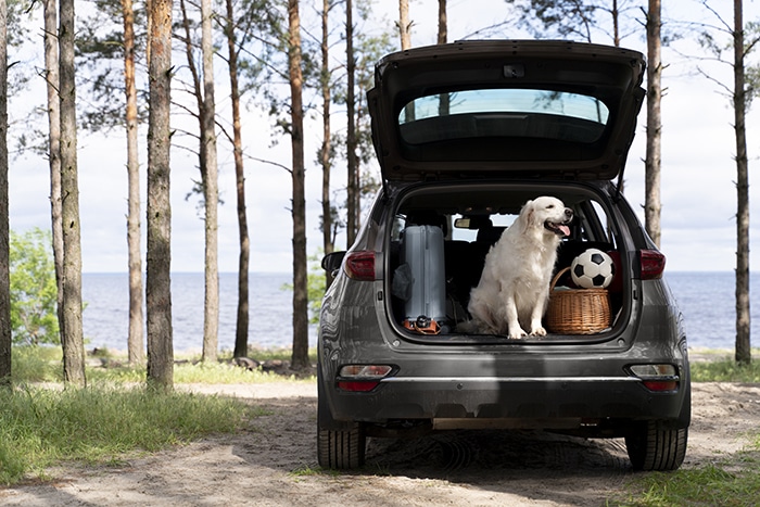 cute-dog-car-trunk bd